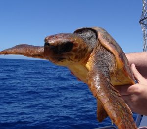 Puerto Rico Schildkröte