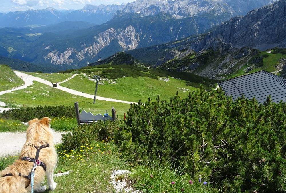 AlpspiX mit Hund über Kreuzeck und Hochalm