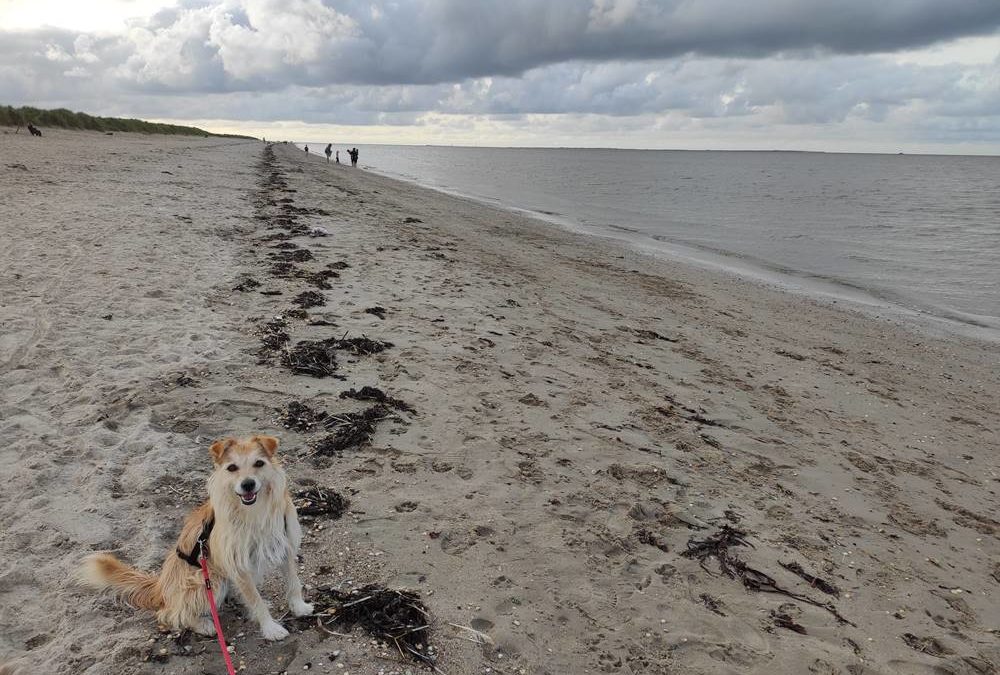 Urlaub in Schillig an der Nordsee mit Hund