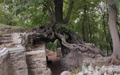 Der Hexenbaum von Stecklenberg an der Burgruine Lauenburg im Harz