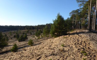 Die Sanddünen bei Altdorf