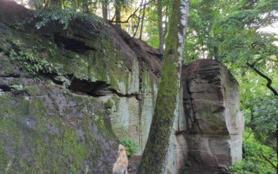 Der Fürther Stadtwald mit Rotwildgehege und Aussicht