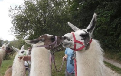 Lamatrekking in Franken erleben
