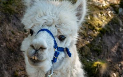 Alpakawanderungen – ein besonderes Erlebnis für Groß und Klein