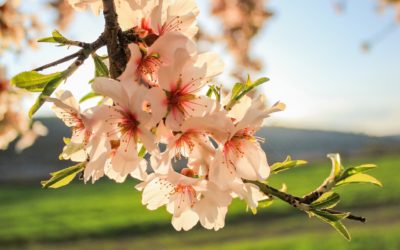 Die Mandelblüte in der Pfalz