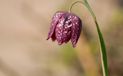 Schachblumen-Vorkommen in Deutschland