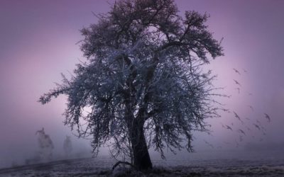 Rauhnächte 2026 in Bayern erleben: Beilngries, Dinkelsbühl, Bayerischer Wald