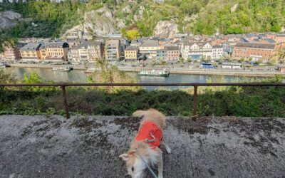Dinant mit Festung und Hund – ein Erfahrungsbericht