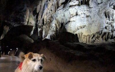 Die Grotten von Han mit Hund – Erfahrungsbericht