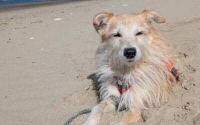 Urlaub in Belgien mit Hund