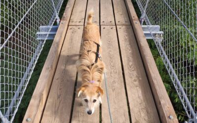 Hängebrücke Hohe Schrecke im Thüringer Wald